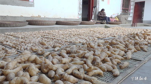 寧陜天麻 香菇地理標(biāo)志 農(nóng)產(chǎn)品區(qū)域品牌價值分別達(dá)到4.23億元 2.26億元