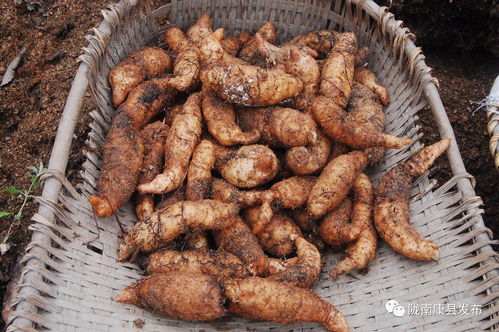 國(guó)際在線(xiàn) 記者眼中的康縣 金蛋蛋 是