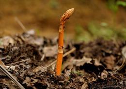 天麻種苗供應(yīng)信息 天麻種苗批發(fā) 天麻種苗價(jià)格 找天麻種苗產(chǎn)品上