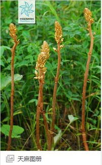 天麻是什么植物長什么樣
