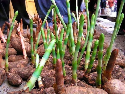 鄉村此 農產品 ,村里人當土豆燉雞,城里人做成 昂貴盆景