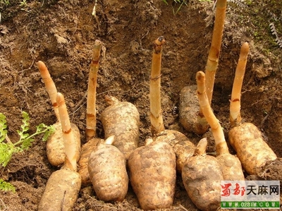 請(qǐng)問這是什么植物呀,是天麻嗎?