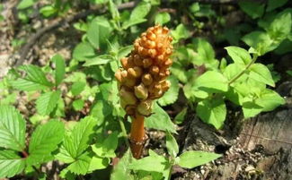 南漳這個(gè)村喜獲國字頭榮譽(yù),竟因這個(gè)農(nóng)產(chǎn)品