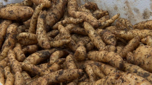 雷山 林下天麻秋冬種,育出來年 好錢景
