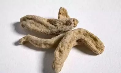 天麻知識(shí)大全,值得收藏!