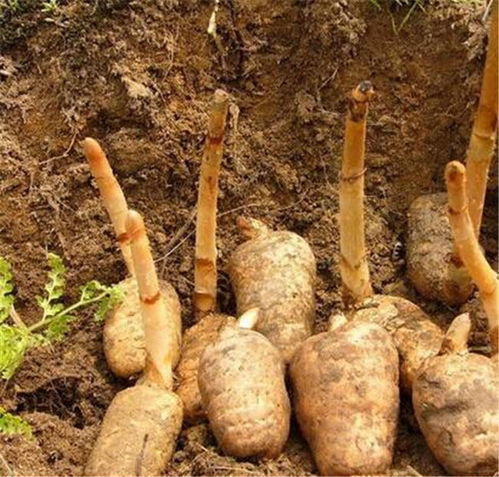 天麻種植技術與產業推薦 從四川特色到長程天麻靈芝的深度解析